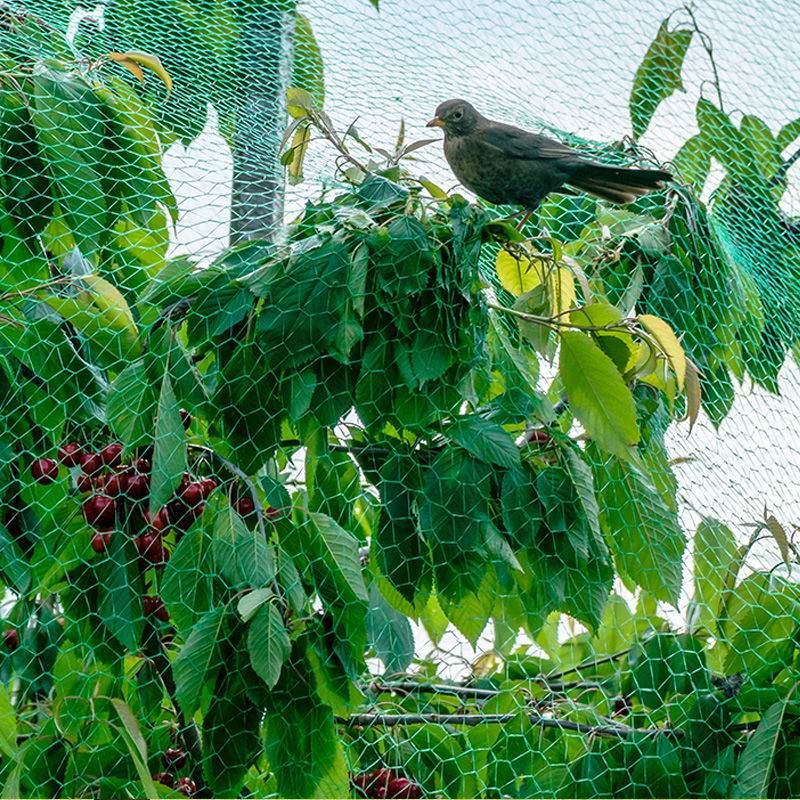 De rol van een boomgaard anti-vogelnet en hoe een anti-vogelnet te kiezen