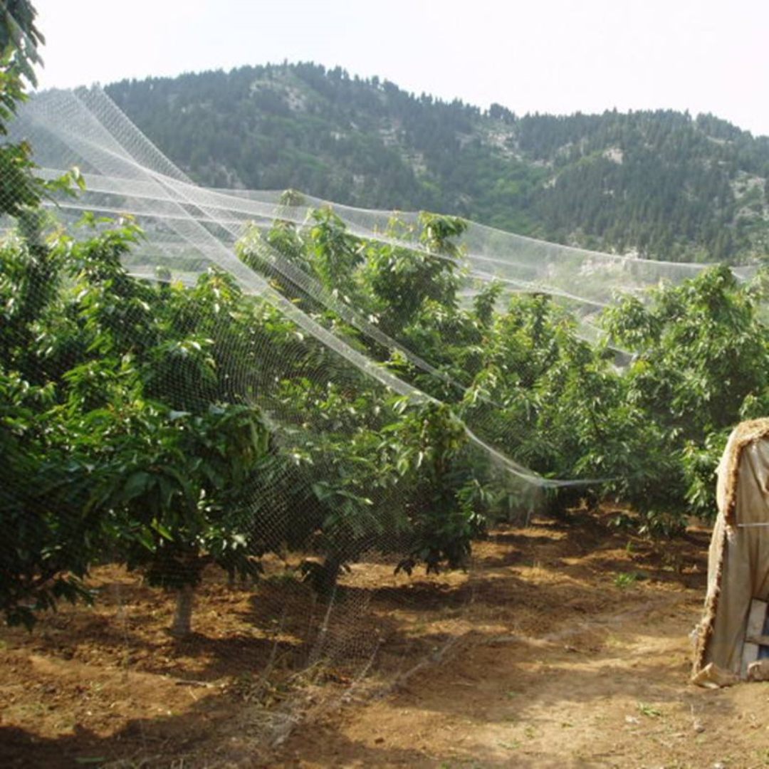 Toepassing van anti-vogelnet in fruitbomen