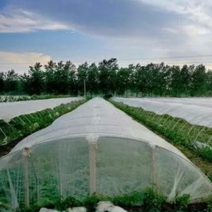 Het probleem waar u op moet letten bij het installeren van een insectenwerend net