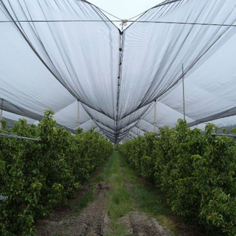 Boeren vinden bescherming en hogere opbrengsten met HDPE-antivogelnetten