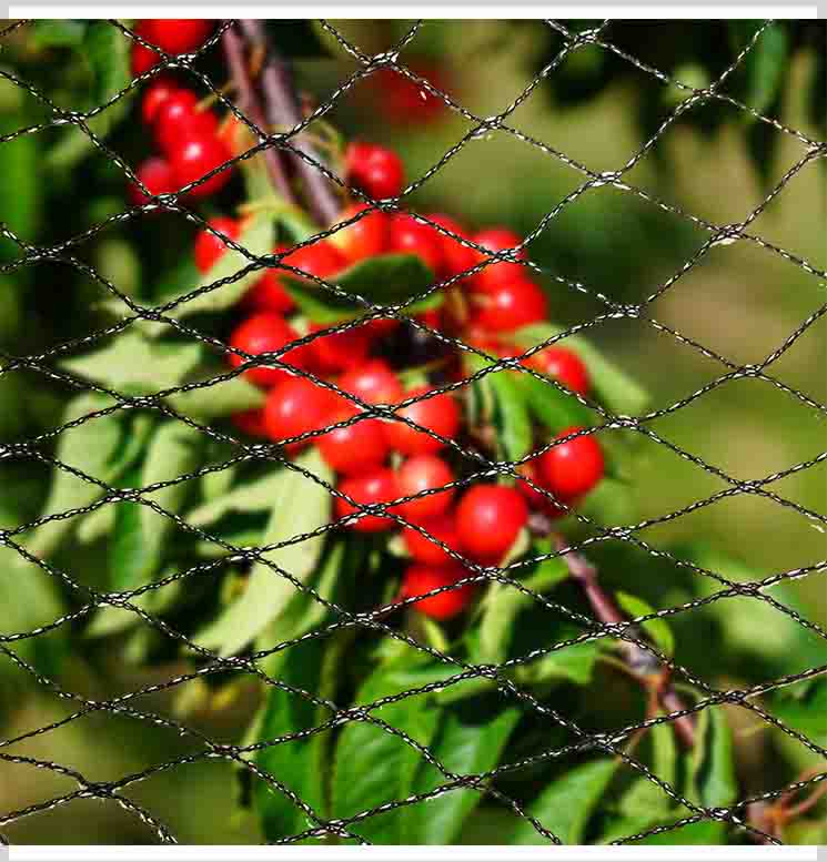 Anti-Vogelgaas voor Fruit