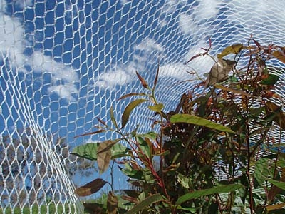 Appelboomgaard Anti-vogelnet